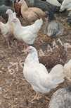 Kury Rosa Leghorn Dominant Lohman Greenshe
