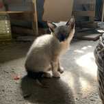 Gato para adoção