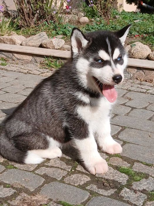 Sprzedam szczeniaka rasy Syberian husky z rodowodem