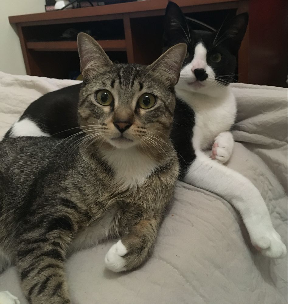 Gatinhos para adoção