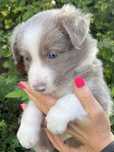 Border collie sunia umaszczenie lilac