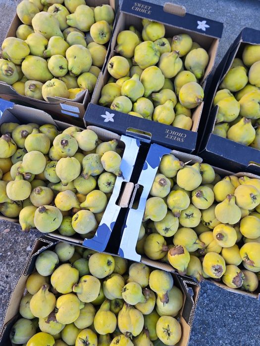 Pigwa gruszkowa z własnego ogrodu na soki nalewki galaretki