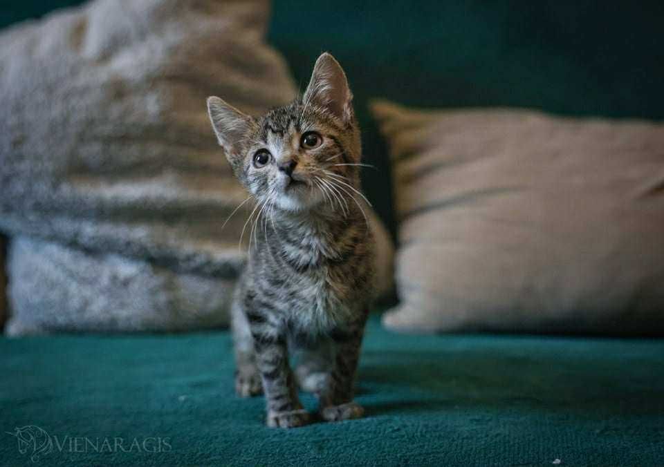 Skarpetka i Monte do adopcji