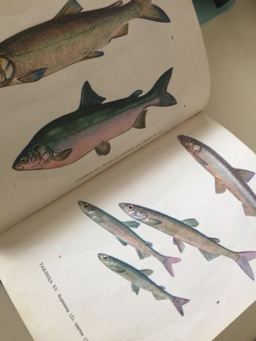 Книга «жизнь и ловля пресноводных рыб»