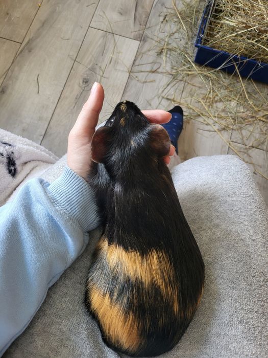 Віддам морських свинок