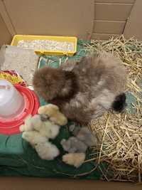 Silki Jajka lęgowe do inkubatora lub kwokę kura jedwabista silka jajk