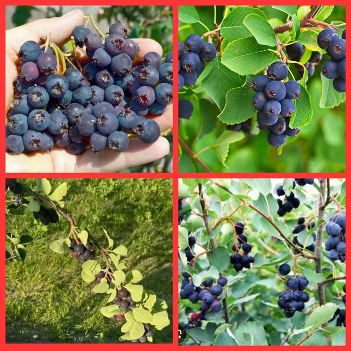 Ірга Канадська крупноплідна і Ханнівуд (трирічні і однорічні саджанці)