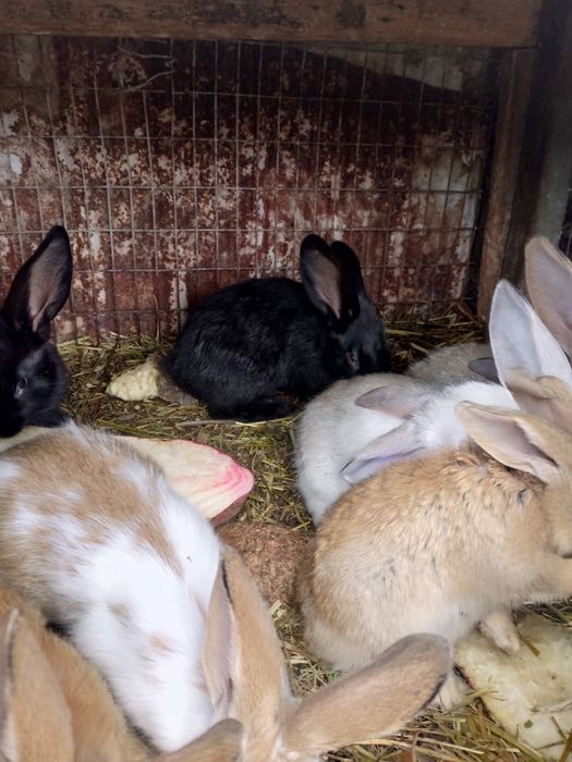 Продам кролі різного віку