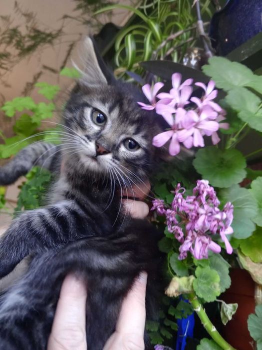 Тигровые котята, 2 мес.
