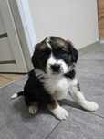 Bounty do adopcji sunia 8 tygodni