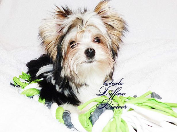 York Biewer Yorkshire Terrier