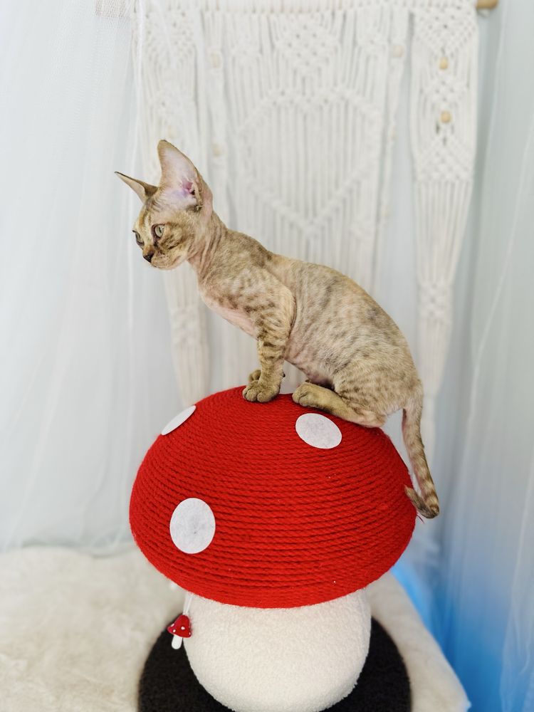 Kotka Poliwia Devon rex Wcf