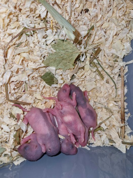 Szczury domowe , samiec i samiczki