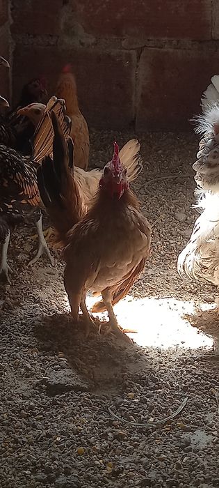 Galinhas    serama