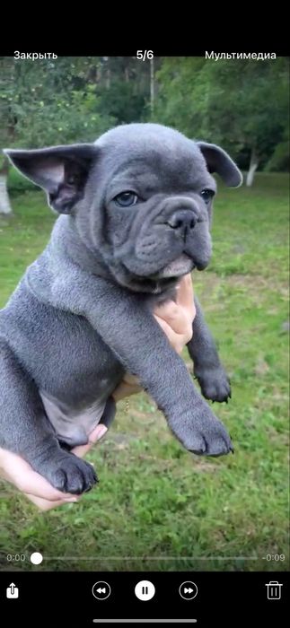 Щенки французского бульдога