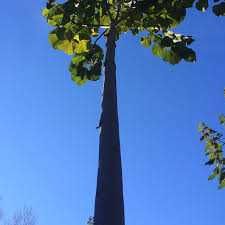 Oxygen tree drzewo tlenowe Paulownia ShanTong sadzonki
