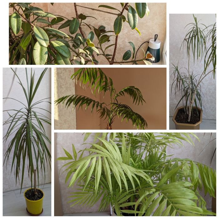 Драцена Хамедорея Фікус