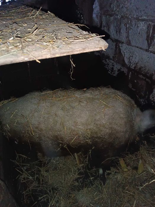 Sprzedam prosięta Mangalica Węgierska
