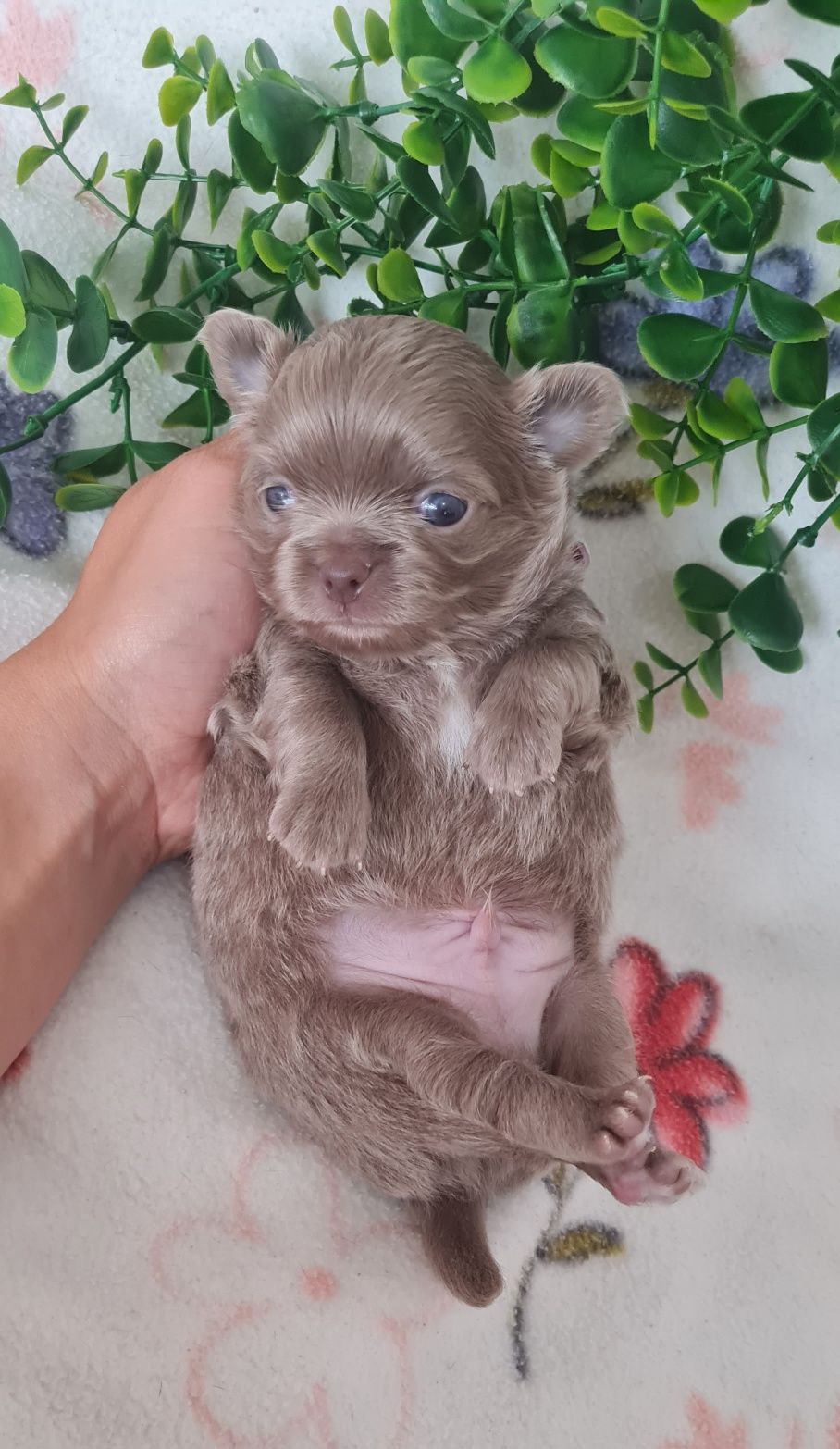 Estupendo pelo comprido chihuahua/chiuaua linhagem Russa.Qualidd