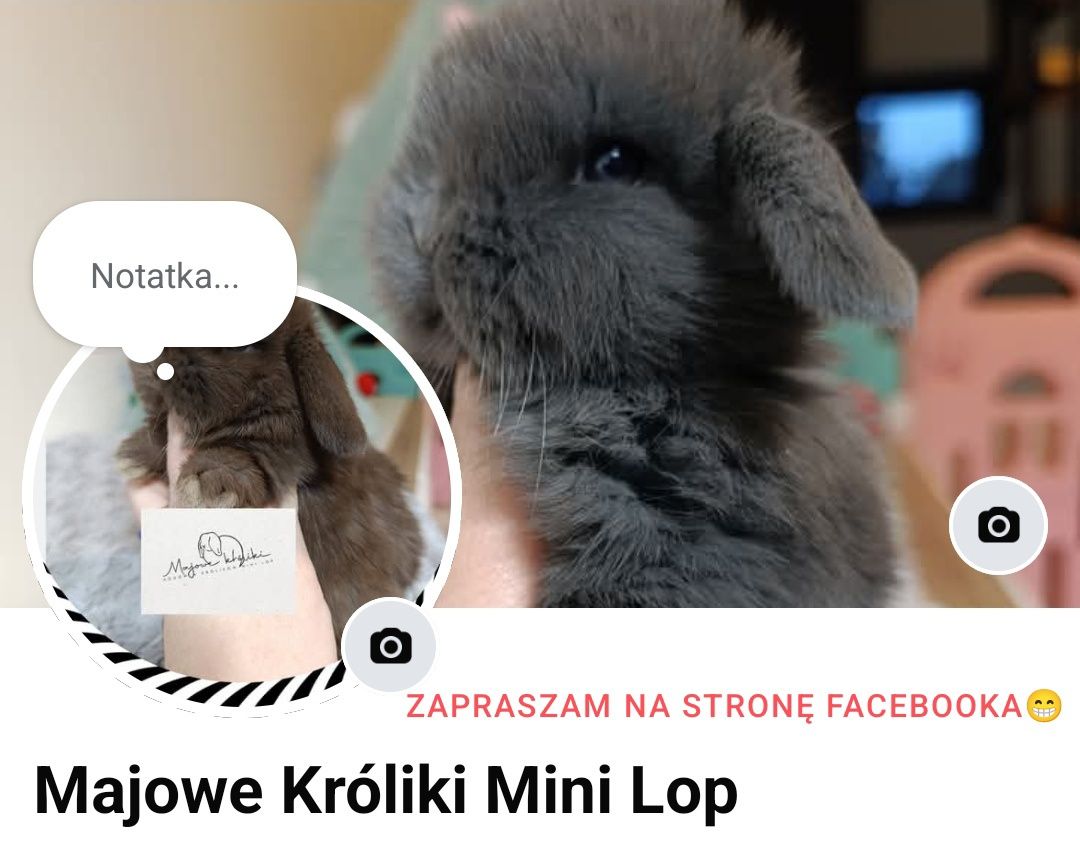 Mini lop królik króliczek hodowla zarejestrowana TOP