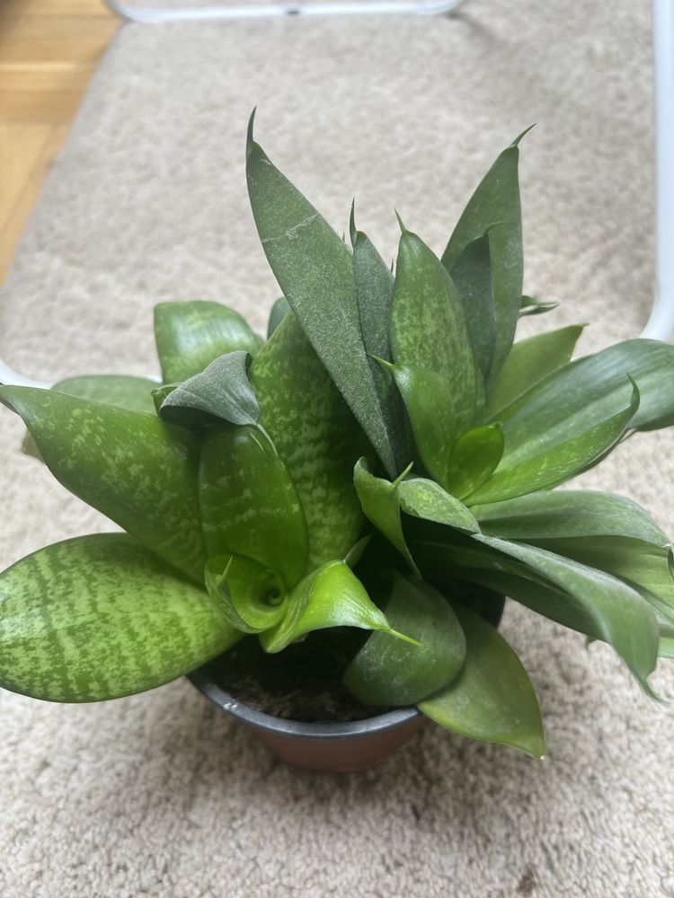 Sansevieria mini kwiat doniczkowy