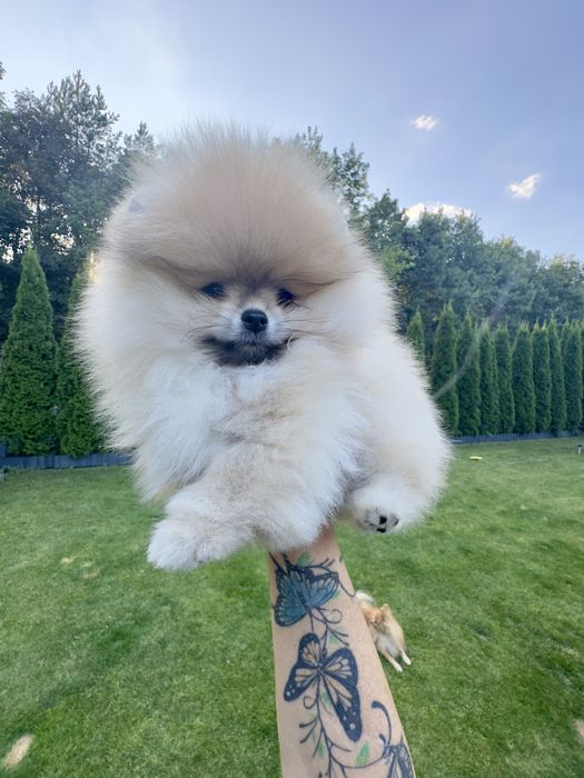 Sliczny piesek szpic mini pomeranian FCI
