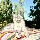Nietuzinkowy kocurek maine coon, hodowla FPL