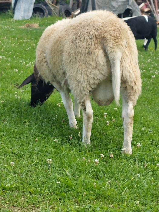 Baran dorper tryczek