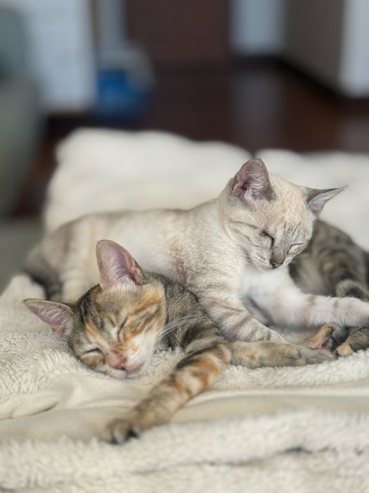 Duas gatas para adoção conjunta