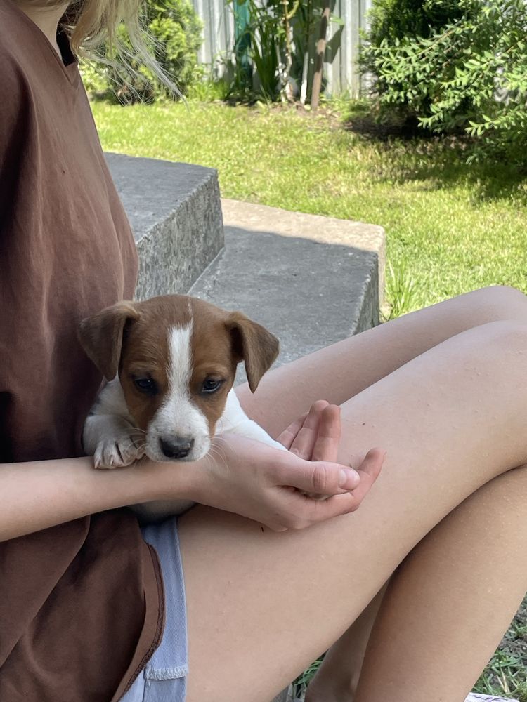 Цуценята Джек Рассела