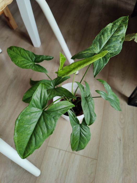 Syngonium mottled mojito dwie sadzonki duże