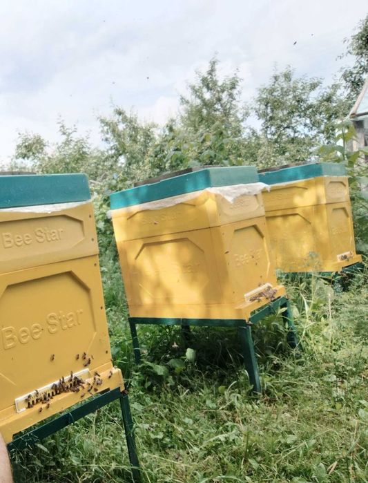 Продам бджолині сім'ї і бджолопакети 2026