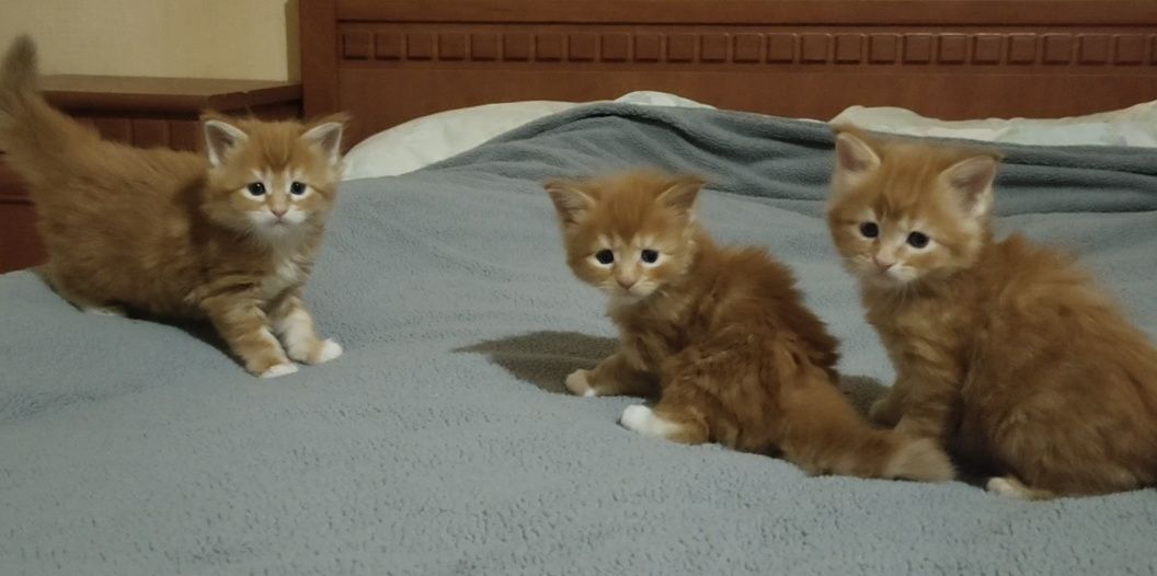 Котята разного возраста и окраса.