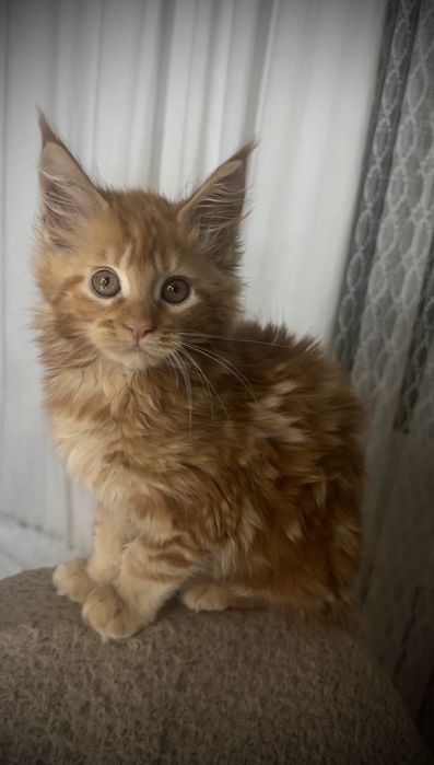 Маленьке диво — руда мейн-кун Olivia!