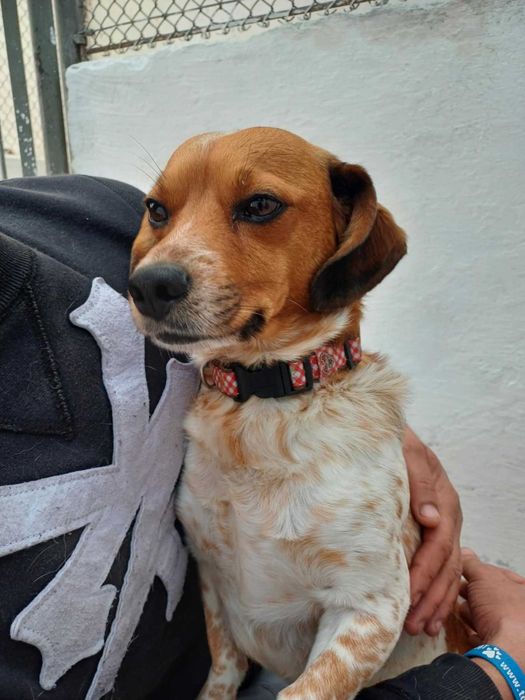 Fafik pies piesek w typie jack russell szuka domu