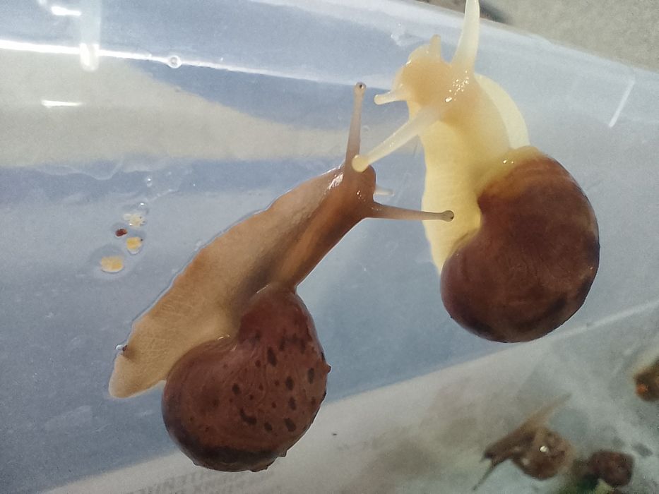 Улитки Ахатины коричневые и белые