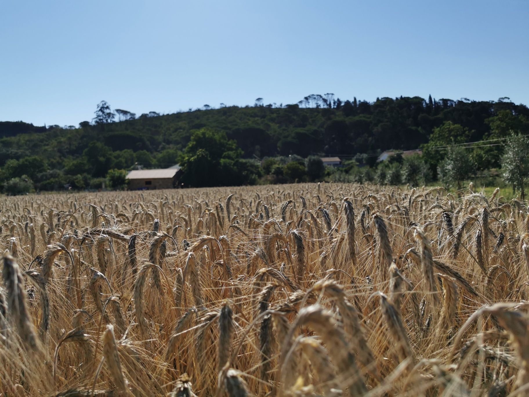 Triticale para alimentação animal