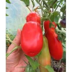 Nasiona pomidorów pomidor Aurija  Nasiona kolekcjonerskie