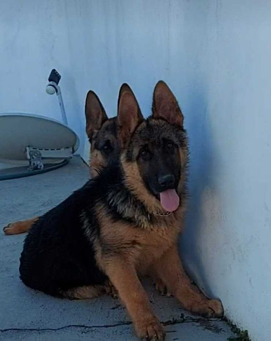 Pastor Alemão cachorro  Macho unicodisponivel Pais com Pedigre.