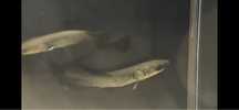 Arapaima Gigas.        .
