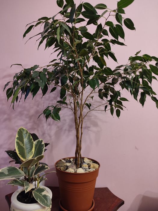 Фікус Бенджаміна 70 см