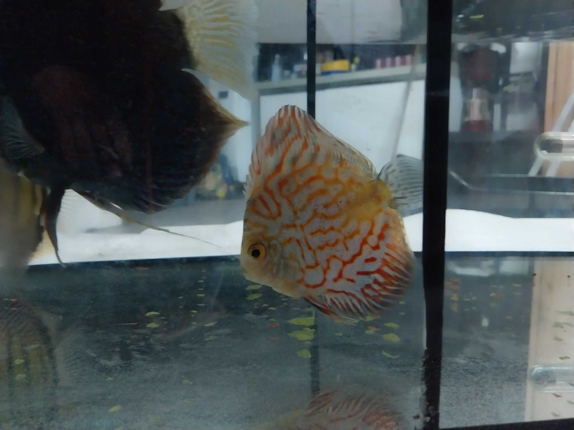 Aquário e Discus