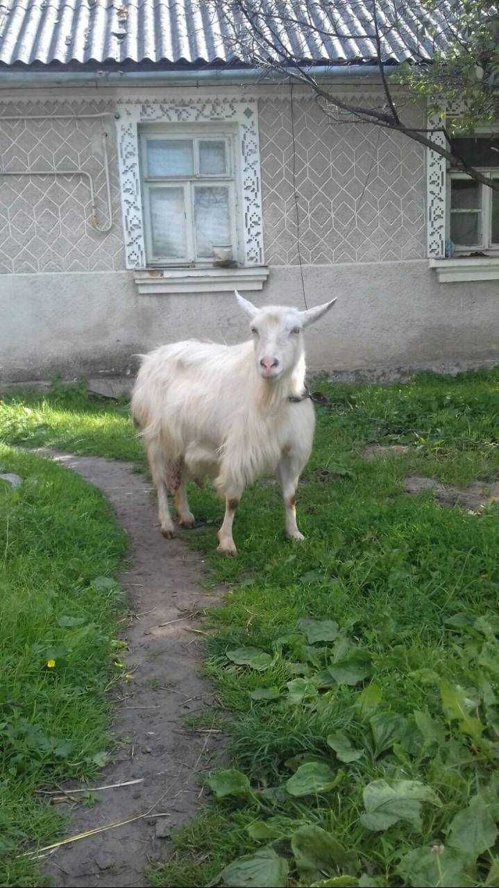 Продам козу Почаев