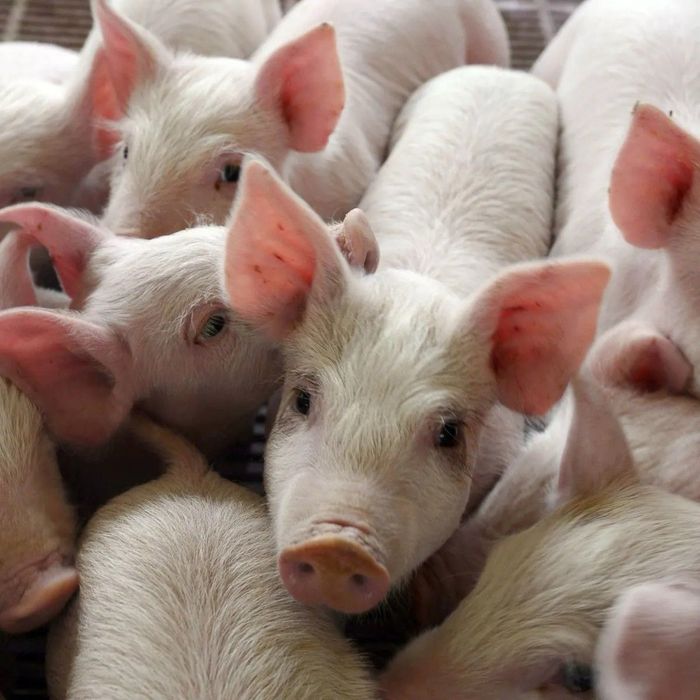 Мʼясні Швидкорослі породи свиней