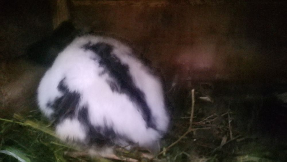 Кролики бабочка типа стреч немецкой селекции