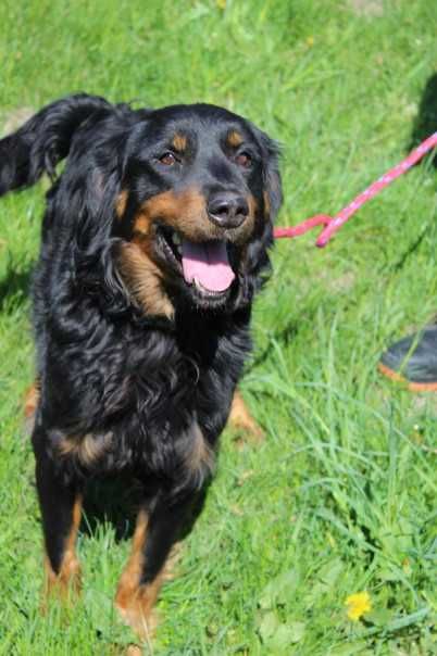 104835 Willy do adopcji