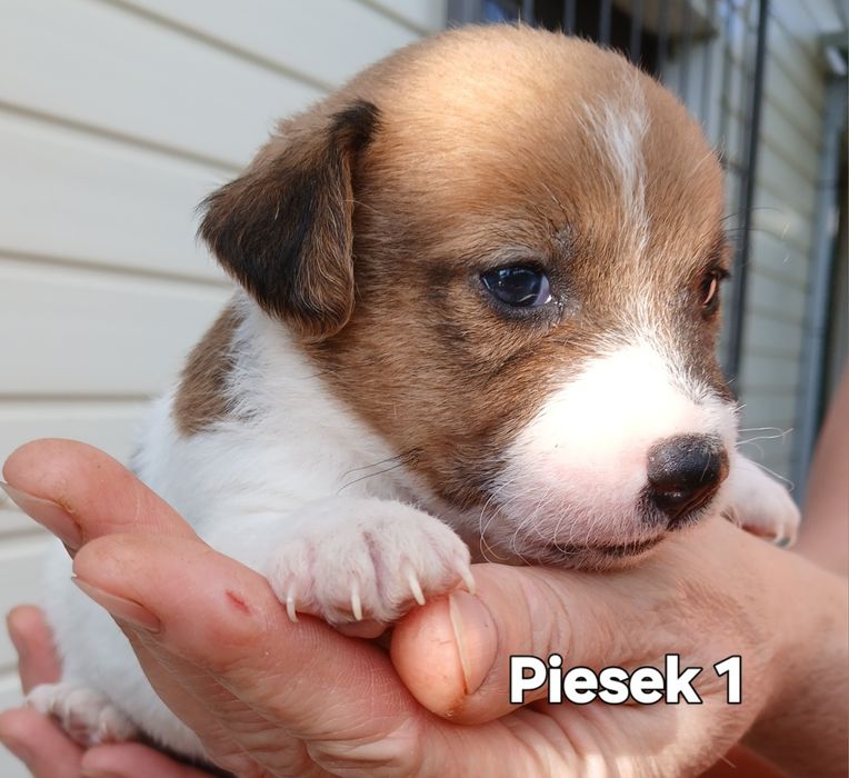 JACK RUSSEL terrier  Do Rezerwacji
