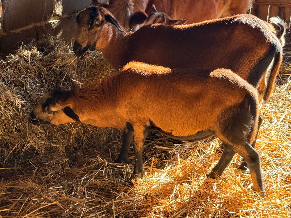 Tryk Barbados młody