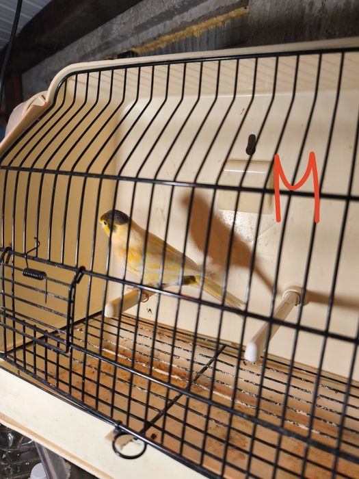 Canários para ceder