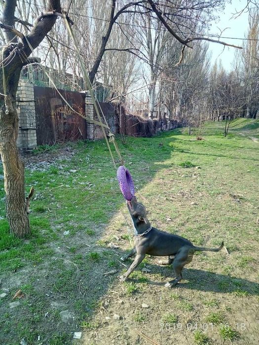 Пітбуль шукає дівчинку для в'язки